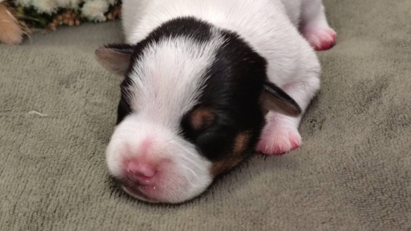 Chiot N°3
