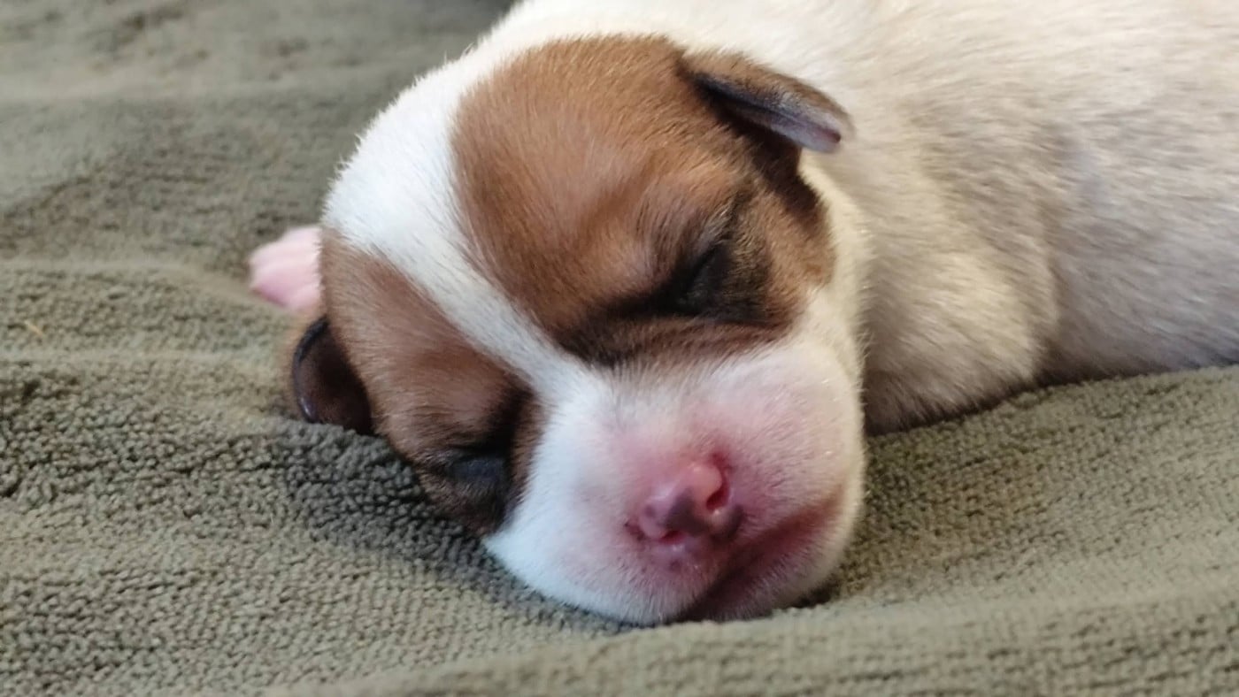 Chiot N°1