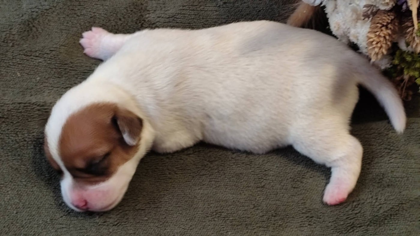 Chiot N°1