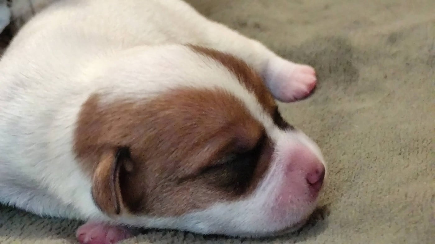 Chiot N°1