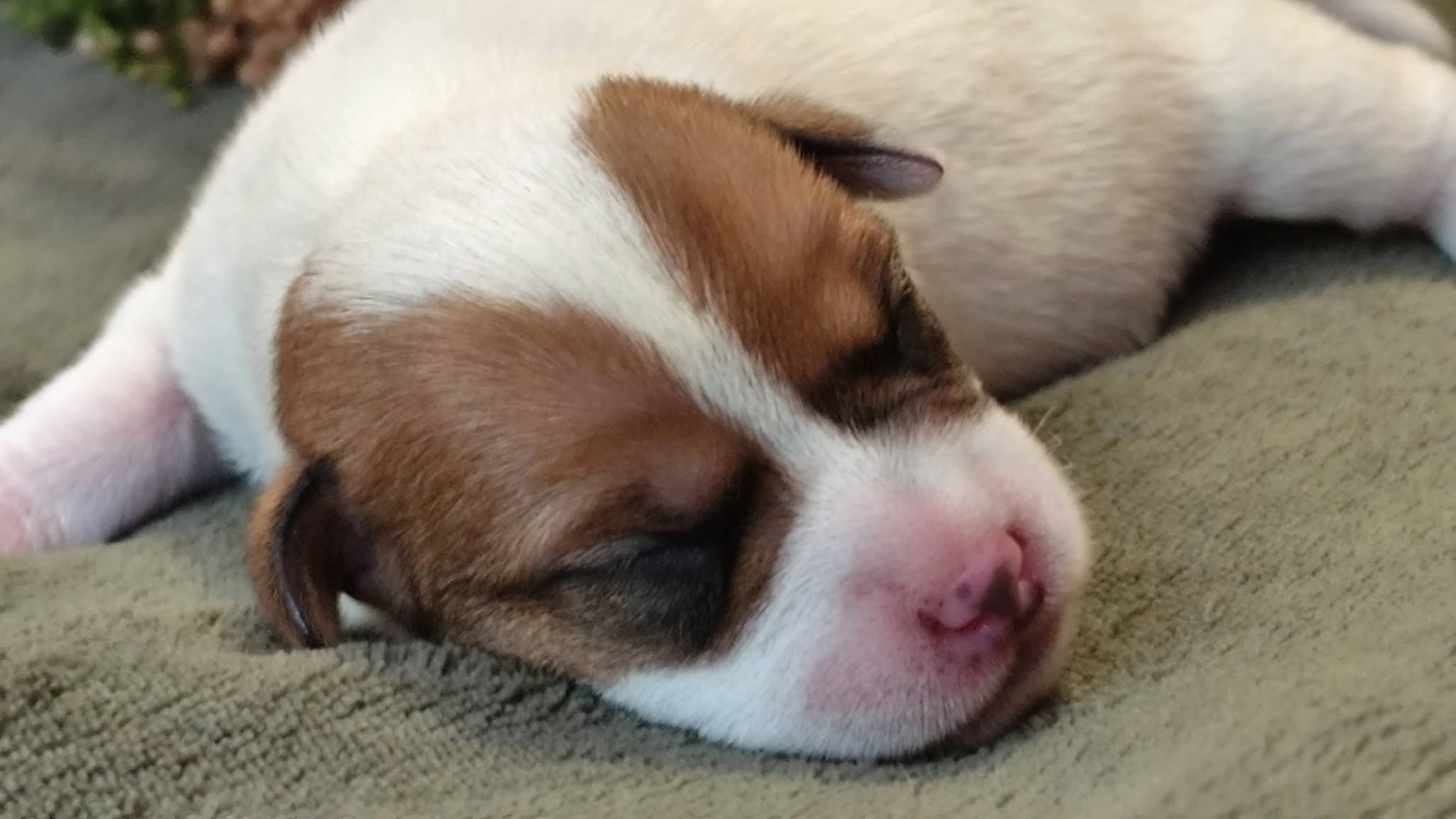 Chiot N°1