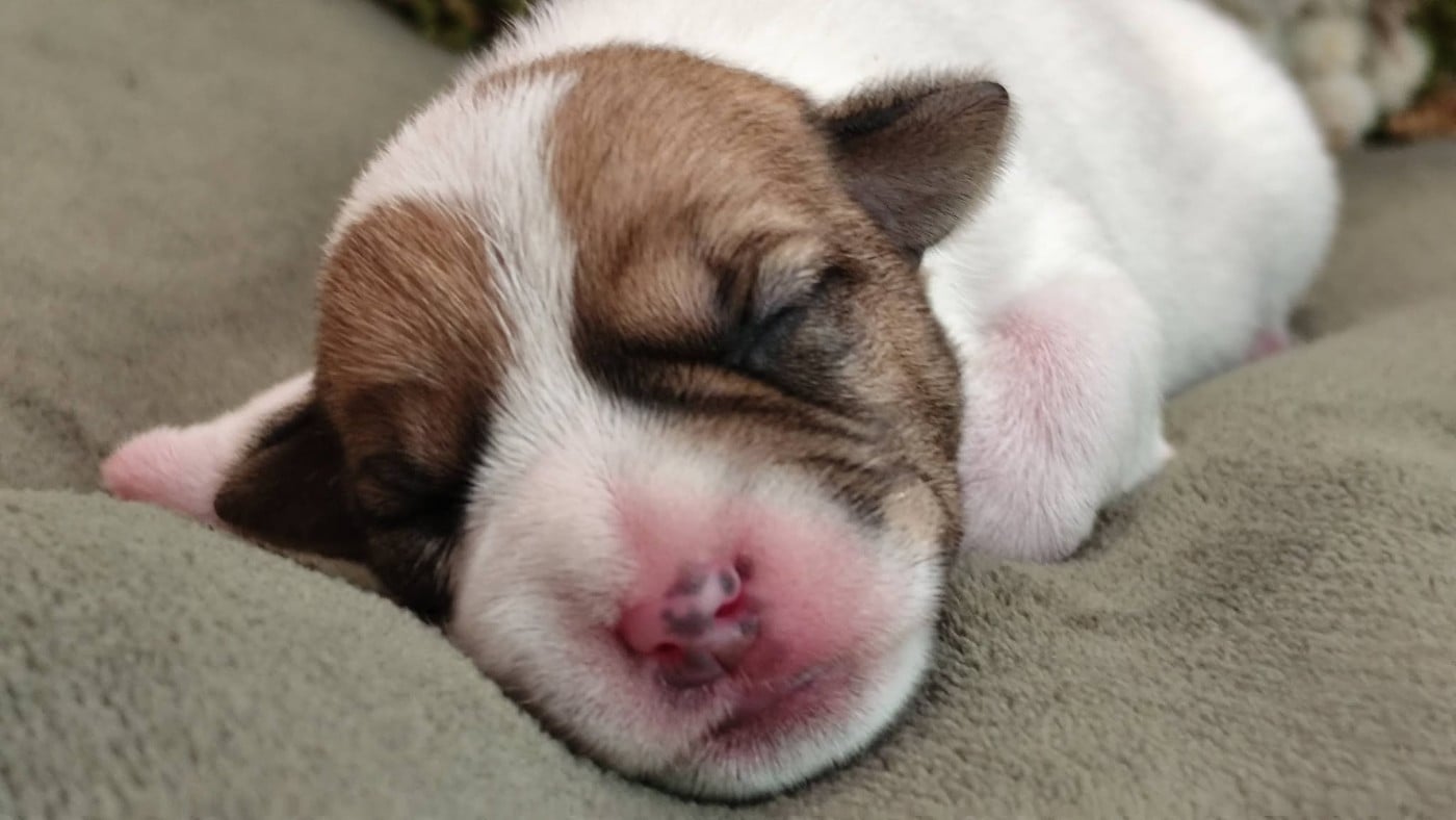 Chiot N°4