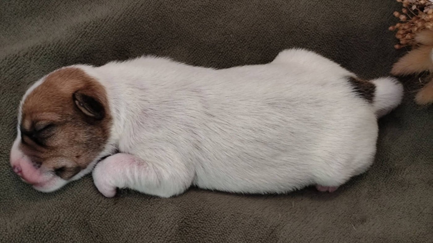 Chiot N°4