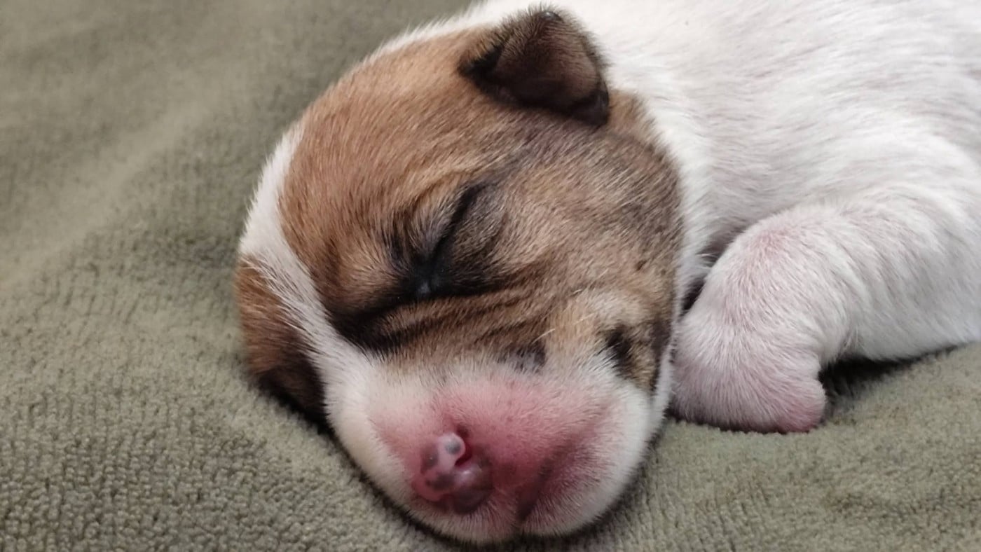 Chiot N°4