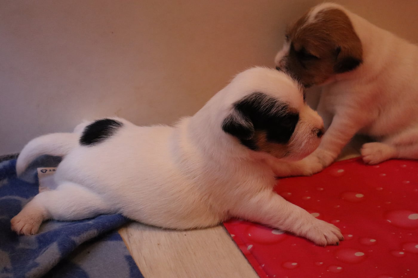 Parson Russell Terrier - De L'airial De Laguloup