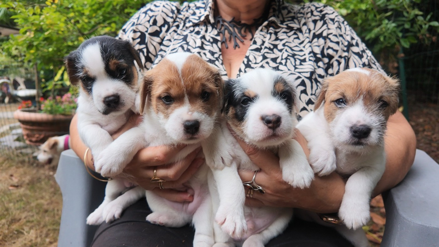 Parson Russell Terrier - De L'airial De Laguloup
