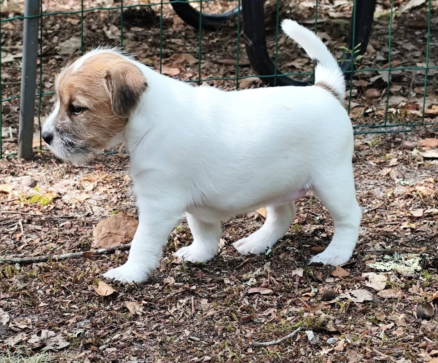 Baya