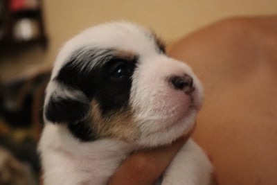 Les chiots de Parson Russell Terrier