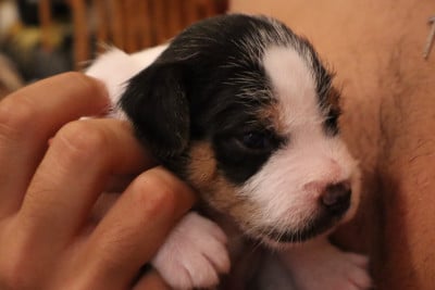Les chiots de Parson Russell Terrier