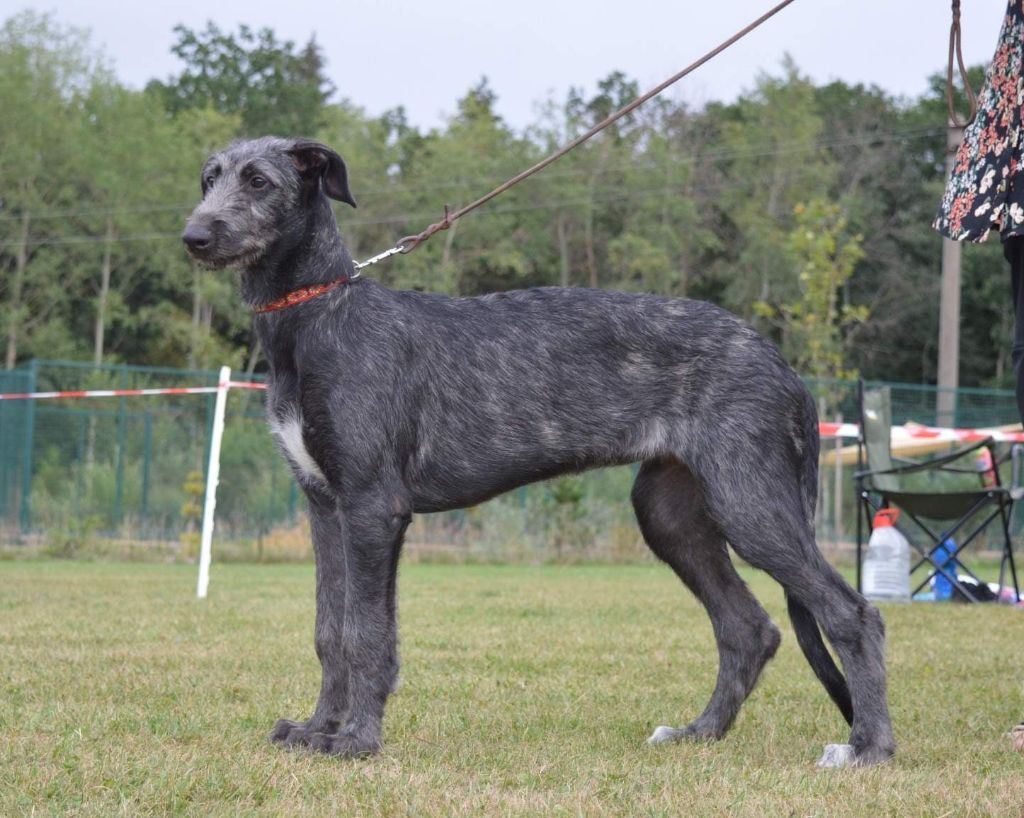 Accueil Antonius Vertragus Scottish Deerhounds Elevage de Lévriers