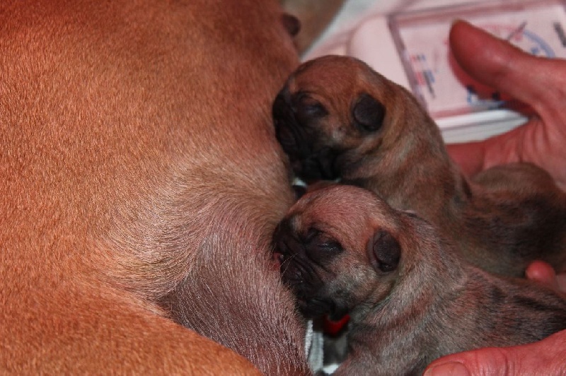 Idunn du domaine de Bodaway