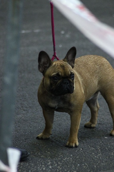Idunn du domaine de Bodaway - Très Prometteur - puppy femelle fauve