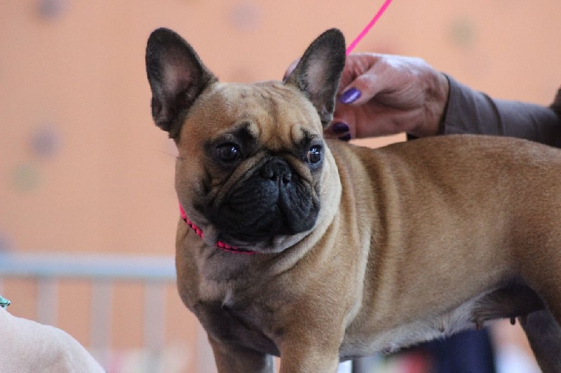 Idunn du domaine de Bodaway - classe intermédiaire femelle fauve