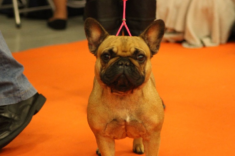 Idunn du domaine de Bodaway - classe intermédiaire femelle fauve - exc 3 ième