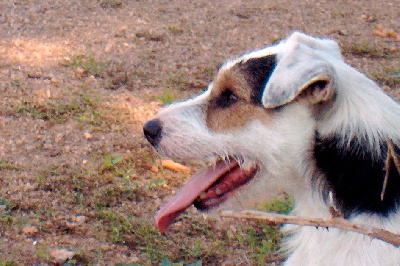 Étalon Parson Russell Terrier - du vaubilly Vadim