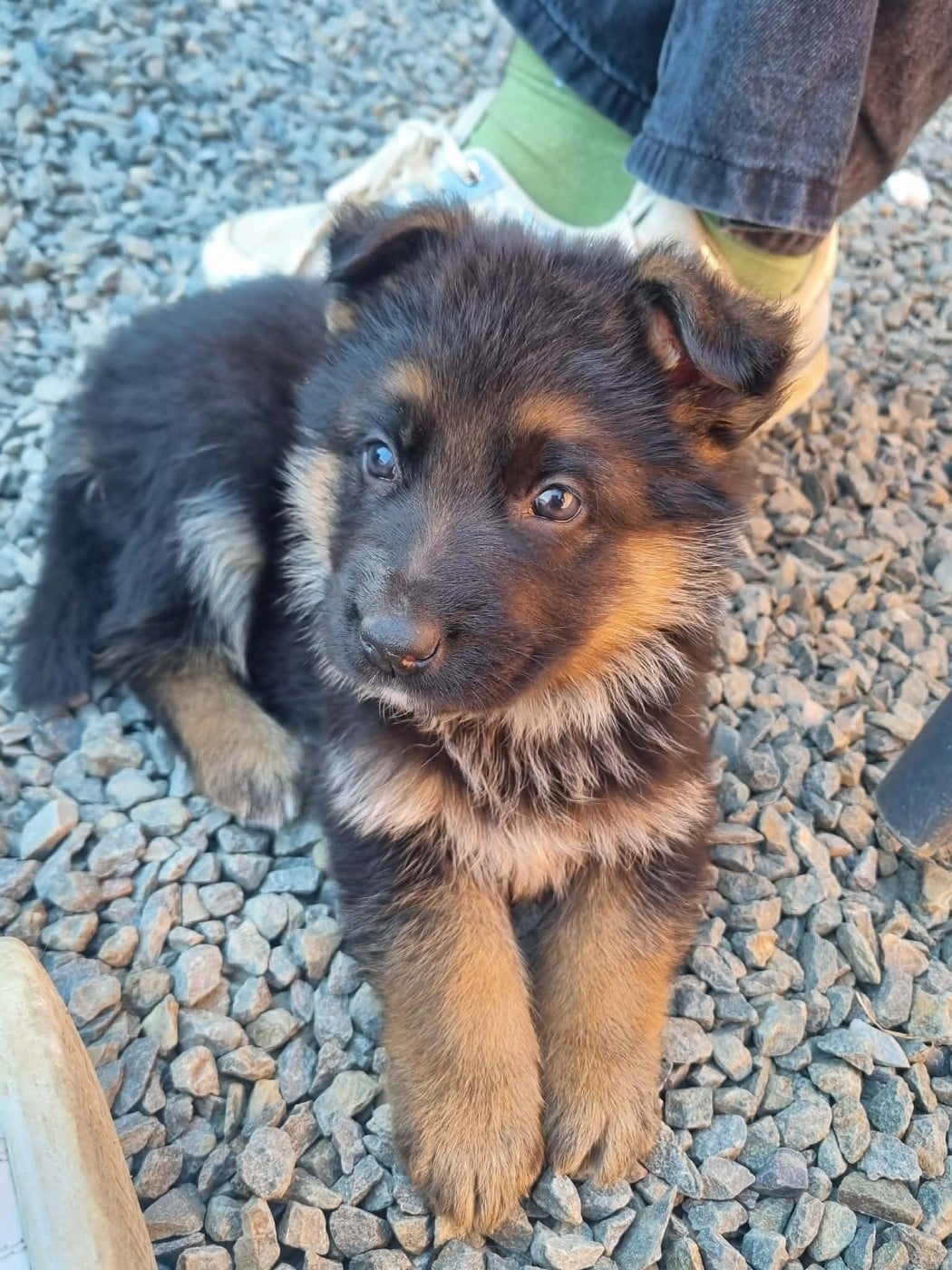 Berger Allemand - De La Légende De Mike