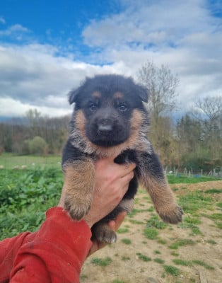 Les chiots de Berger Allemand