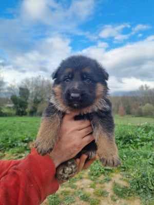 Les chiots de Berger Allemand