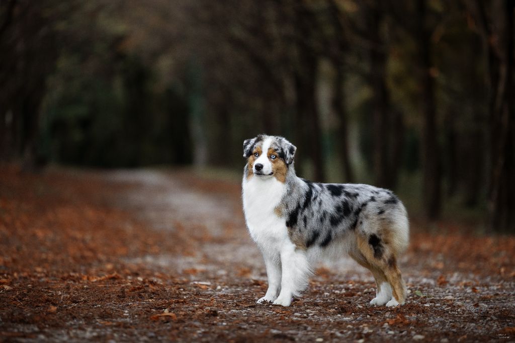 Vivo per lei Of Eternal Red Heart