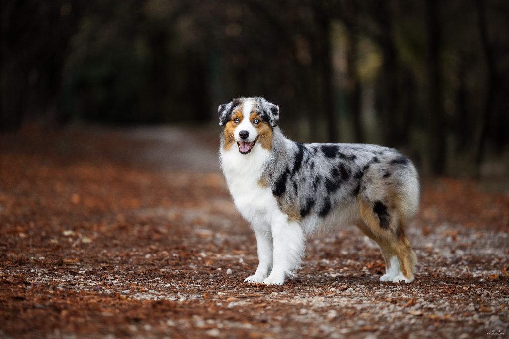 Vivo per lei Of Eternal Red Heart