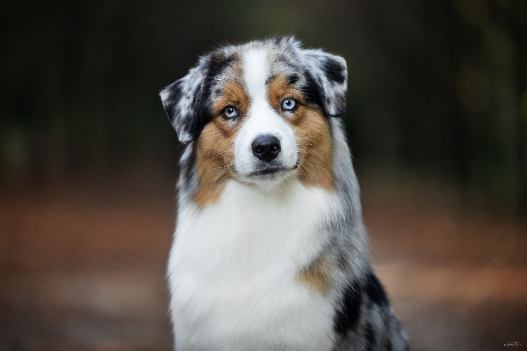 Vivo per lei Of Eternal Red Heart