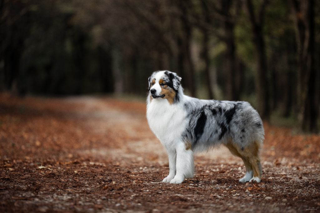 CH. Veni vidi vici Of Eternal Red Heart