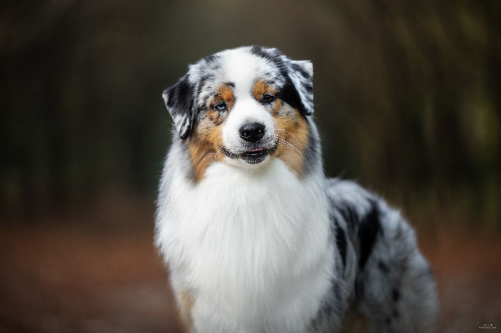 CH. Veni vidi vici Of Eternal Red Heart