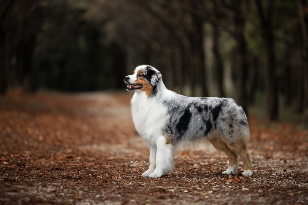 CH. Veni vidi vici Of Eternal Red Heart