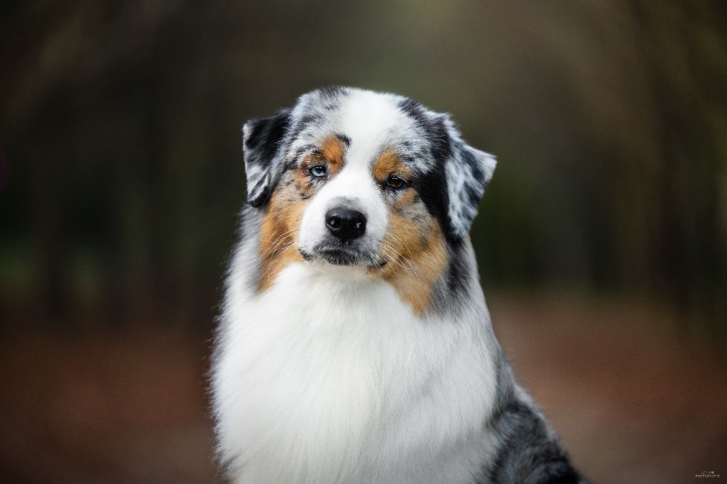 CH. Veni vidi vici Of Eternal Red Heart