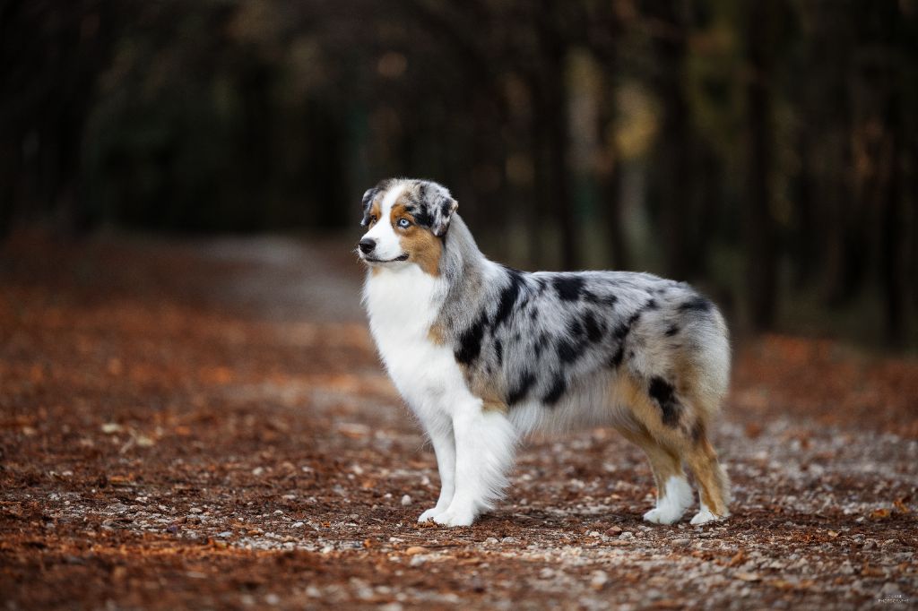 Vivo per lei Of Eternal Red Heart