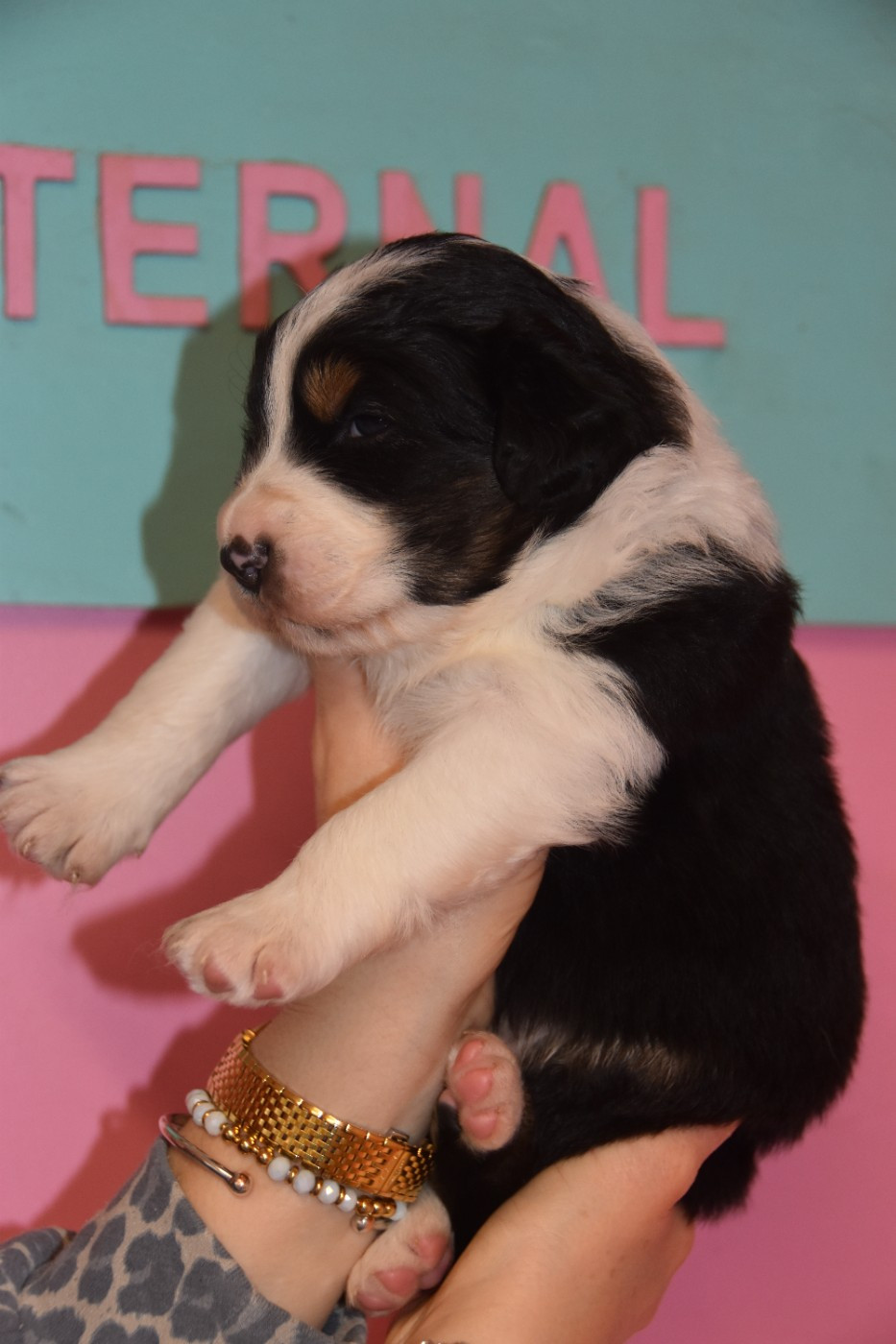 Au sommet des Aravis