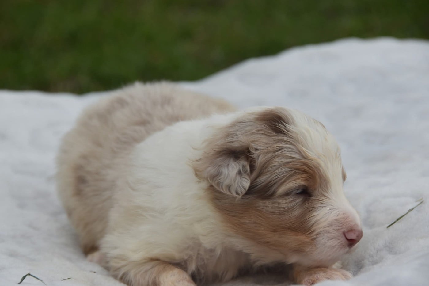 Mâle rouge merle