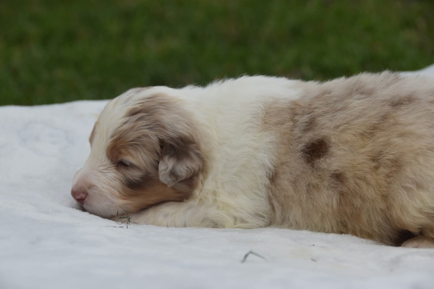 Mâle rouge merle