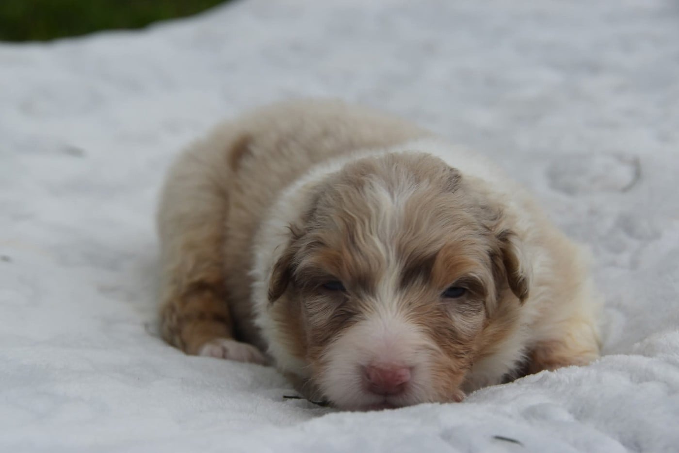 Femelle rouge merle 1