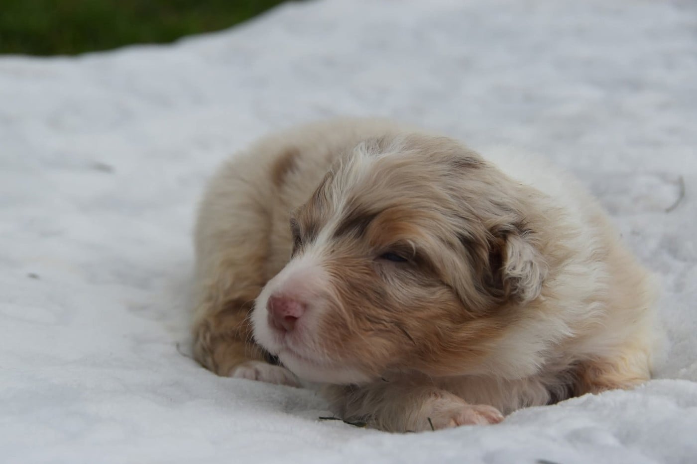 Femelle rouge merle 1