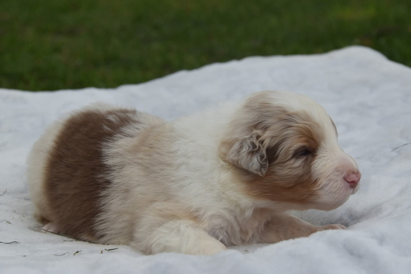 Femelle rouge merle 2