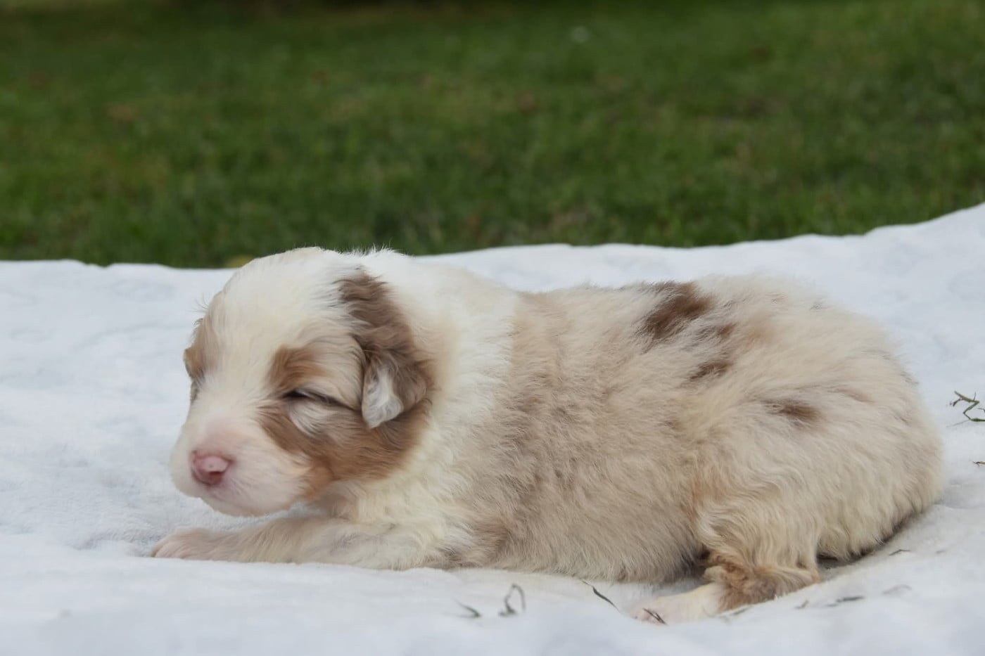 Femelle rouge merle 2