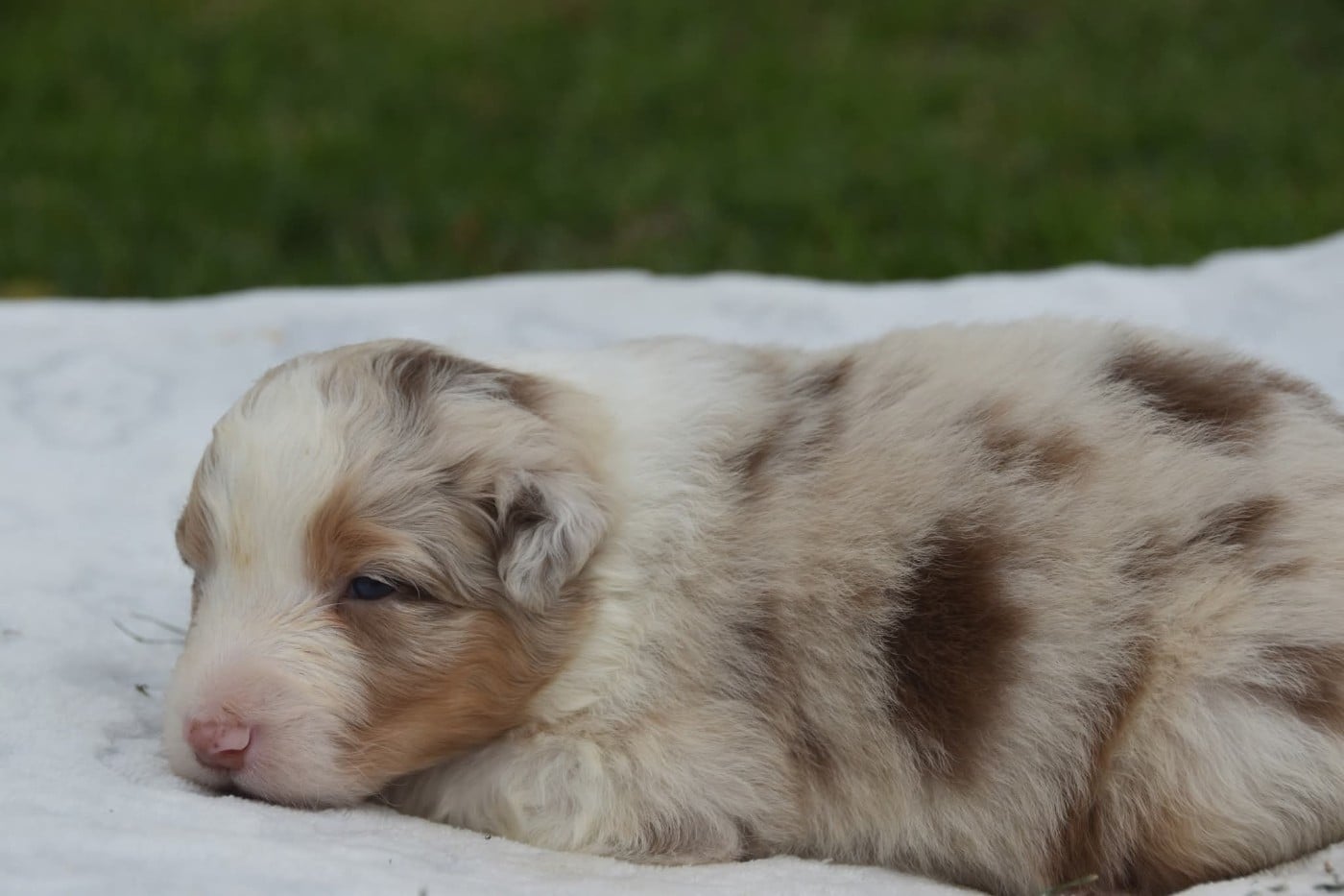 Femelle rouge merle 3