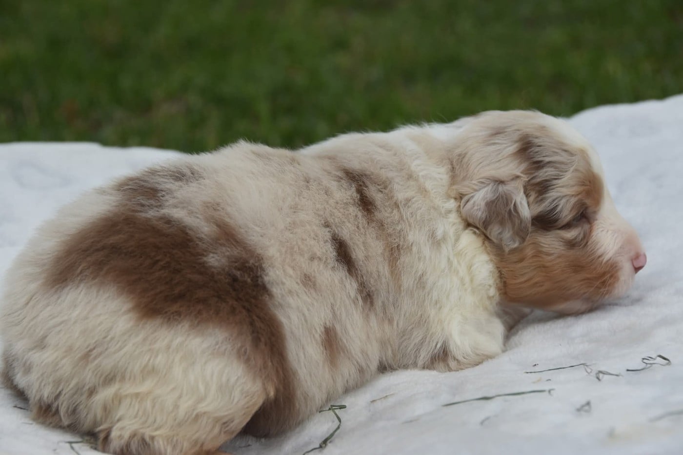 Femelle rouge merle 3