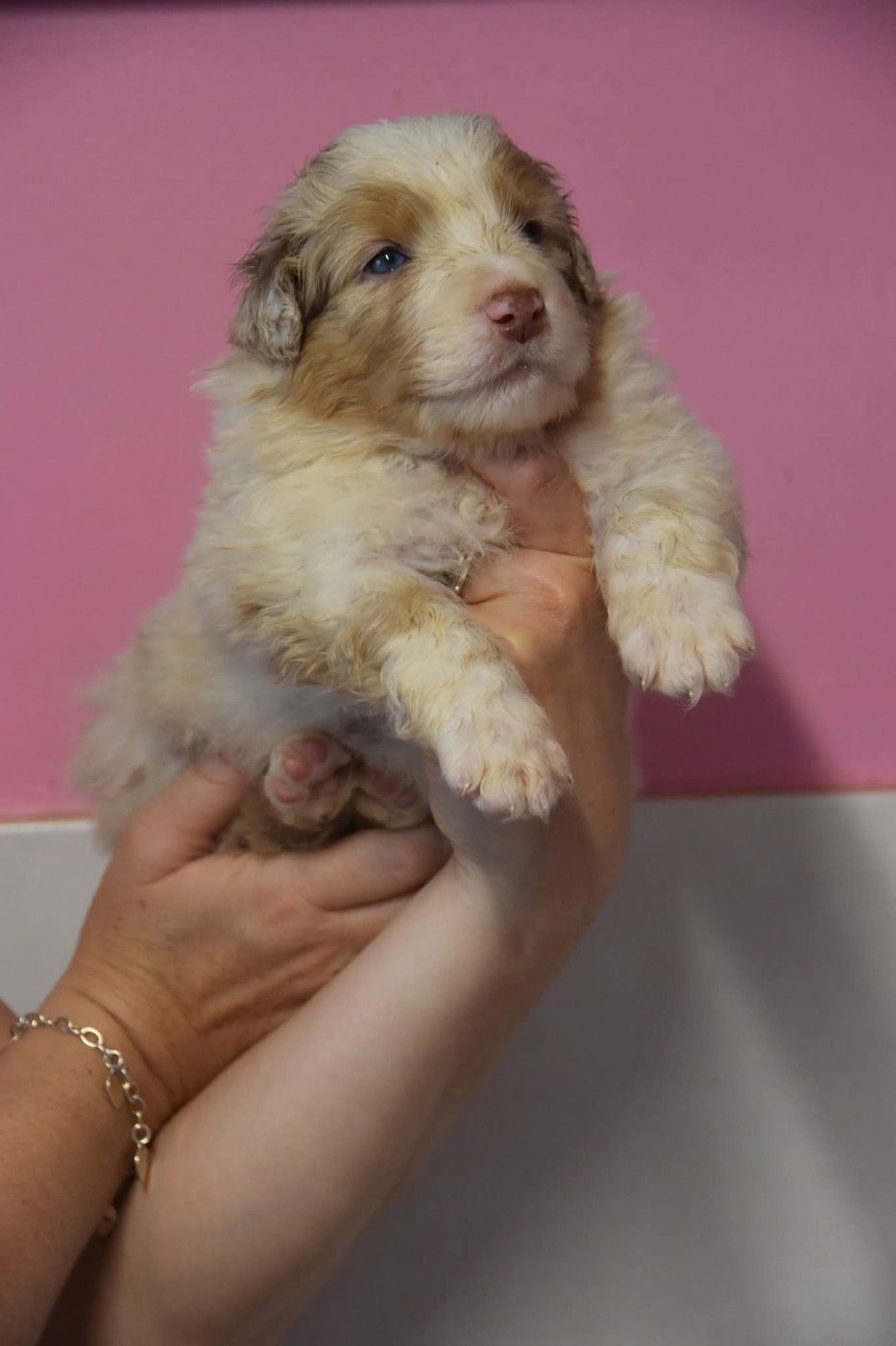 Mâle rouge merle