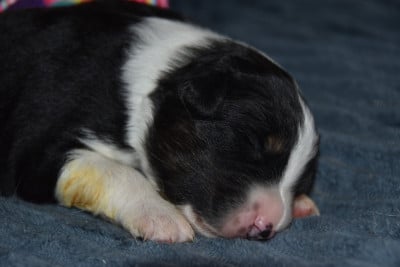Les chiots de Berger Australien