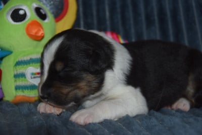 Les chiots de Berger Australien