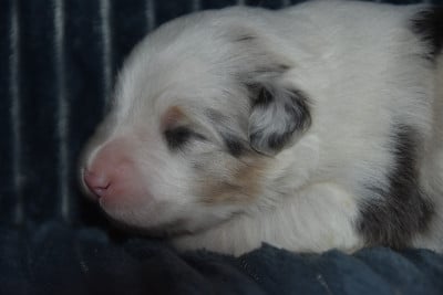 Les chiots de Berger Australien