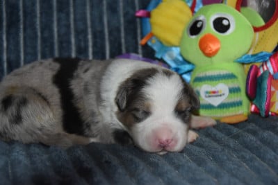 Les chiots de Berger Australien