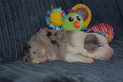 Les chiots de Berger Australien