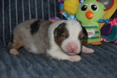 Les chiots de Berger Australien