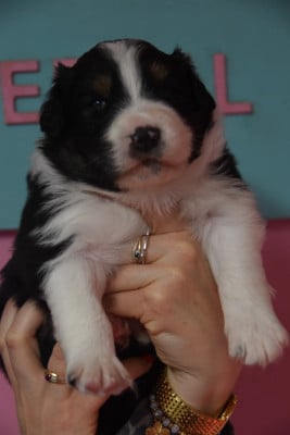 Les chiots de Berger Australien