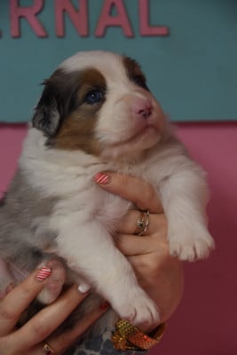 Les chiots de Berger Australien