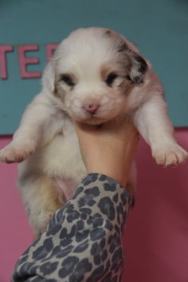 Les chiots de Berger Australien
