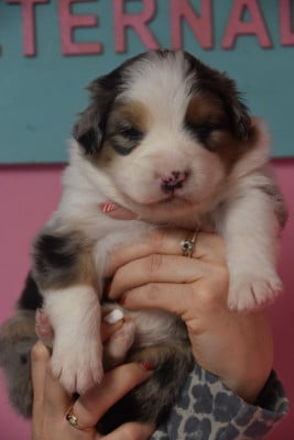 Les chiots de Berger Australien